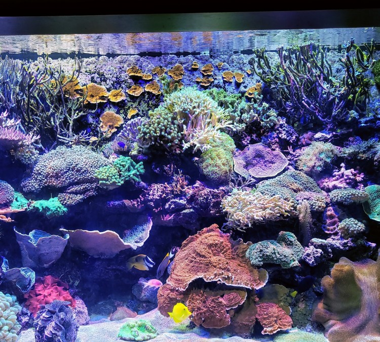 tennessee-aquarium-photo